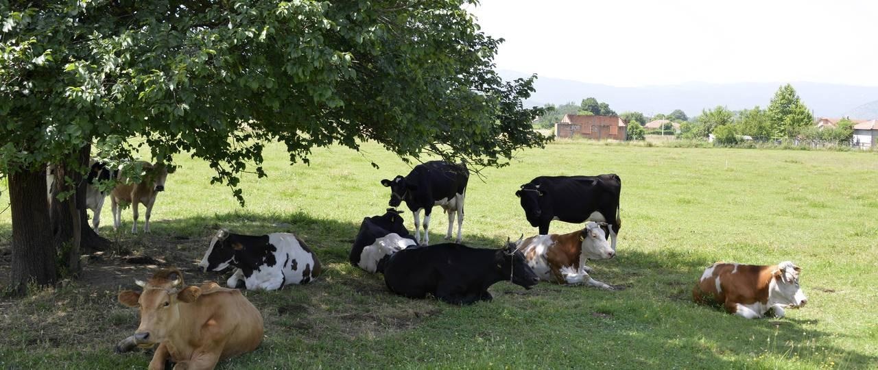 Climate Change Causes Higher Heat Strain for Humans, Animals and Crops.