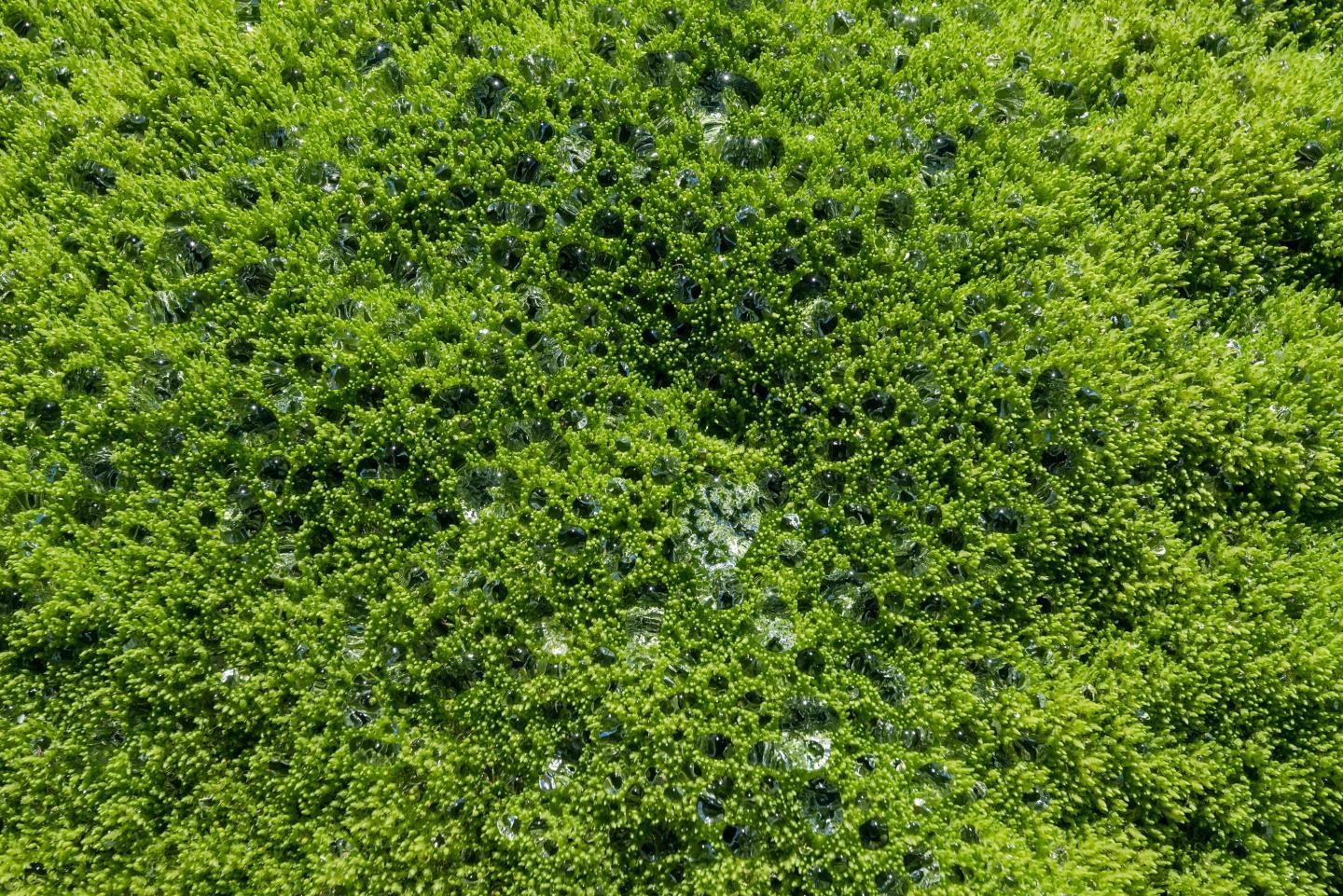 Emergence of Plant Colonies Altered the Climate Regulation Pattern of Earth