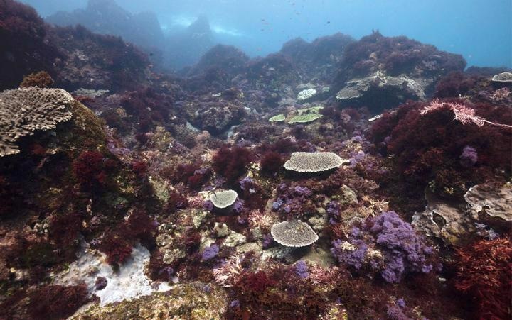 Ocean Warming, Acidification Shift Temperate Coastal Reefs into Simpler Ecosystems
