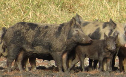 Study Pinpoints Climate Damage due to Wild Pigs Across Five Continents