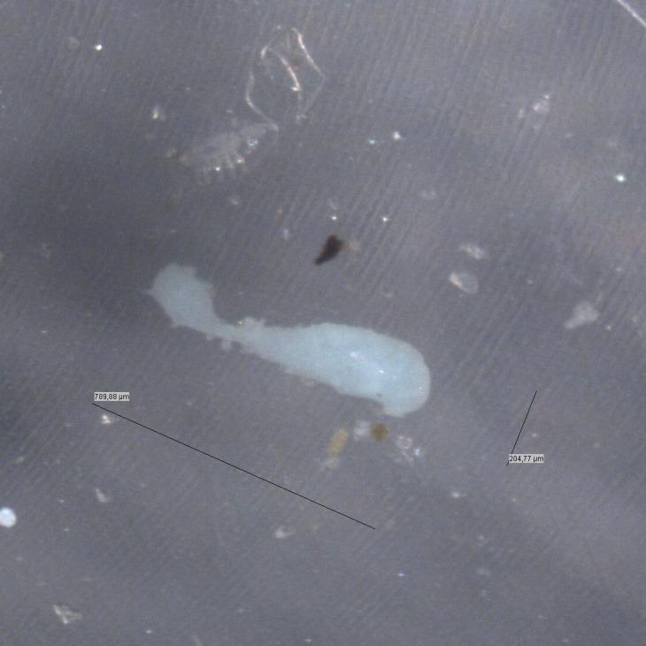 Microplastics