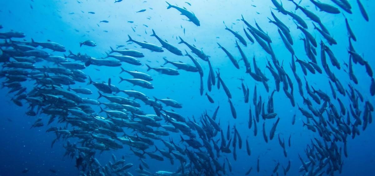 Collective Behavior of Organisms can Stabilize and Diversify Ecosystems.