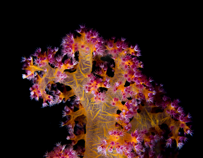 Beneficial Micro-Organisms for Corals can Increase Survival After Bleaching.