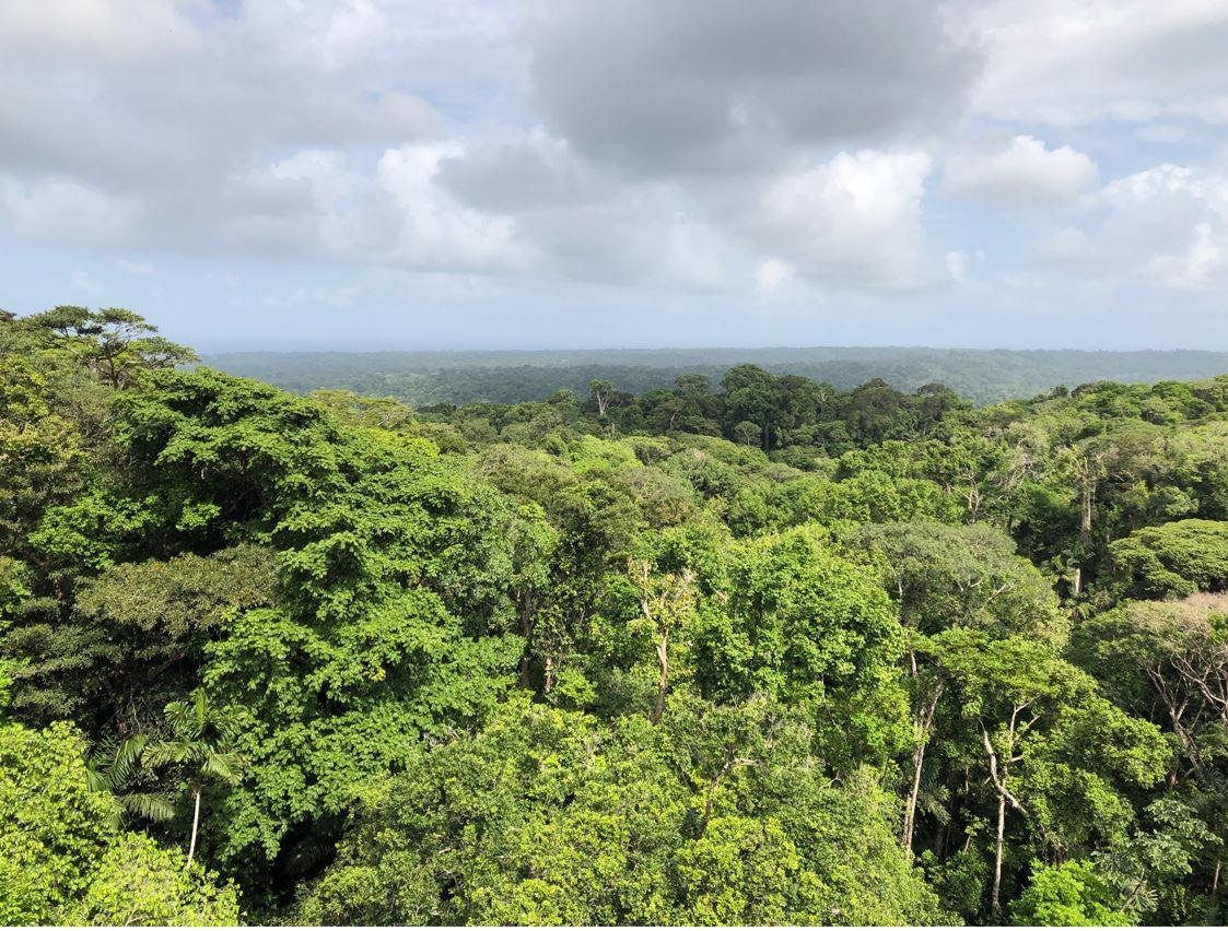 Indigenous Territories Alleviate Climate Change, says Study.