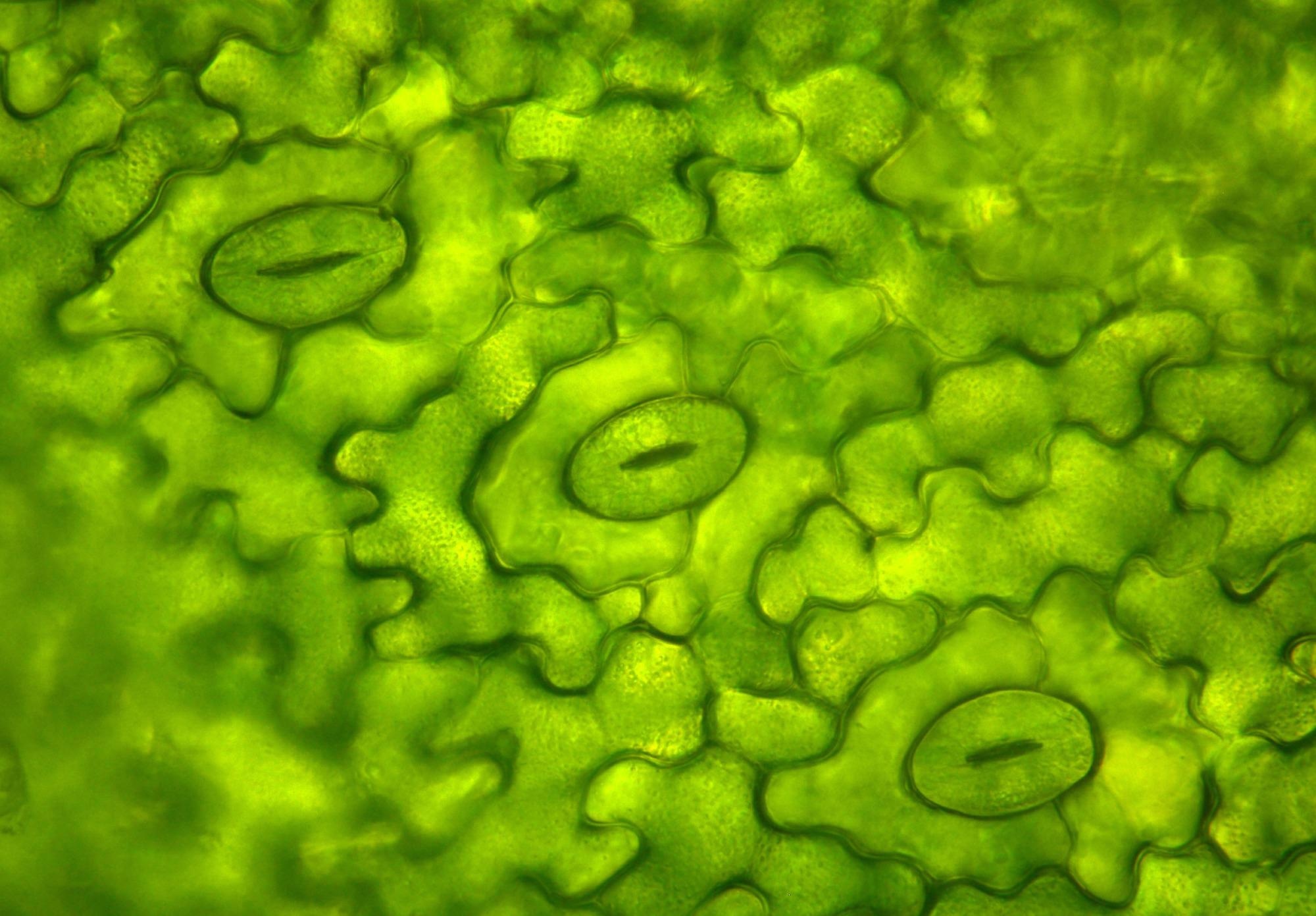 Scientists Develop AI-Based Platform for Stomatal Phenotyping