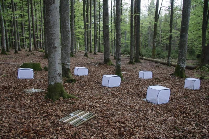 Study Quantifies the Significance of Insects in the Decomposition of Wood.