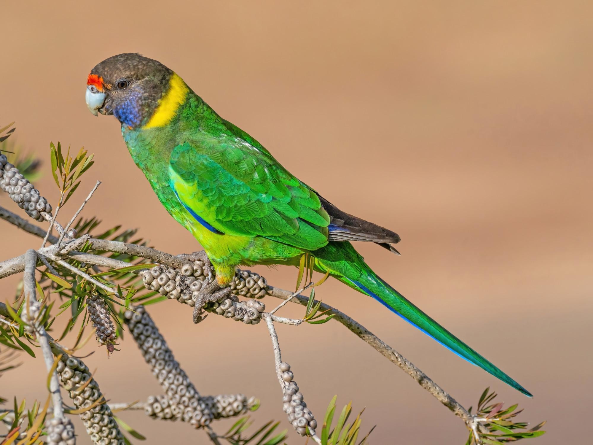 Researchers Study “Shapeshift” Factor in Animals Influenced by Climate Change.