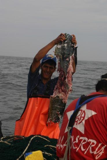 Researchers Work on Methods to Stop Global Marine Life Conflict.