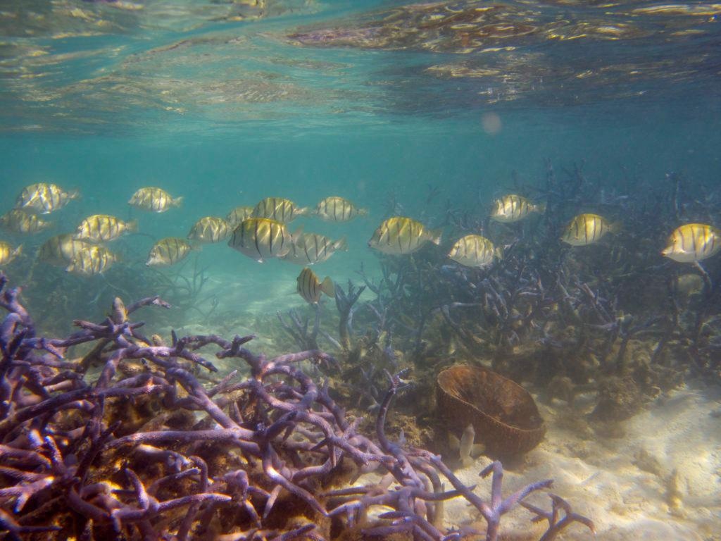 Coastal Communities at Risk as Coral Reefs’ Ability to Provide Ecosystem Services Steadily Declines.