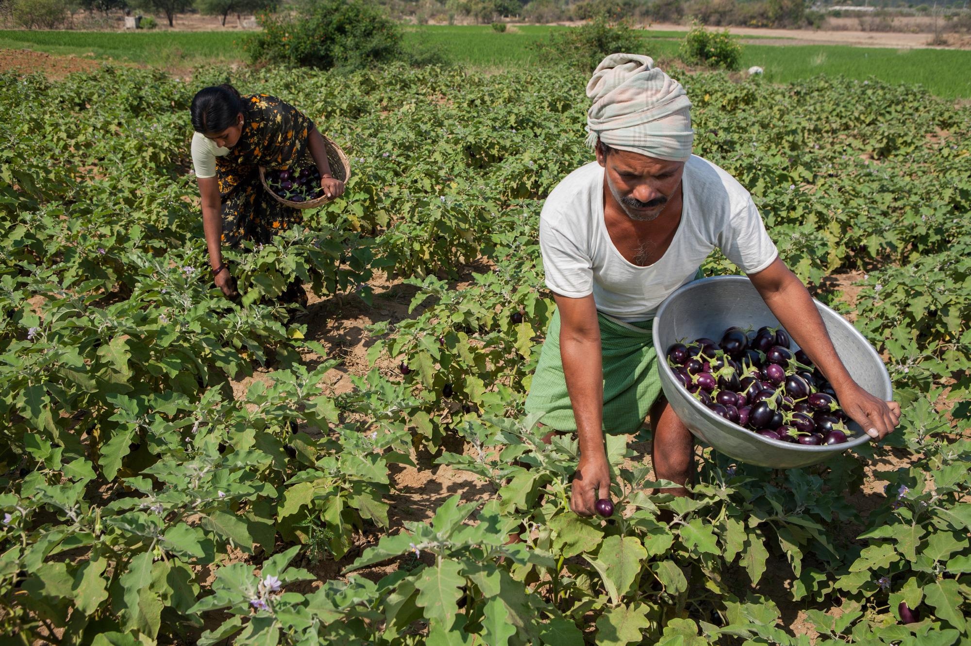 New Technologies to Emerge to Ensure Food Security in Sub-Saharan Africa, South Asia
