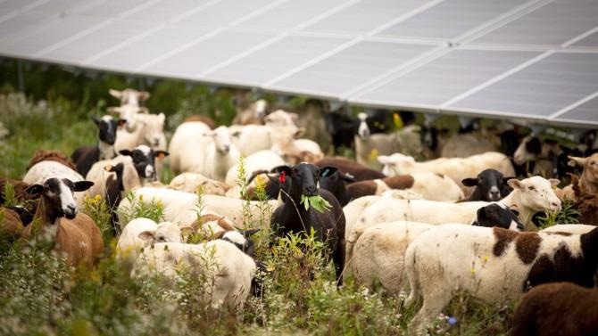 Study States Grazing Under Arrays Would Support Economy and Climate.