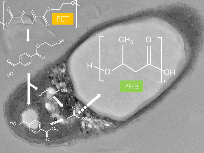 Bacterium Degrades Plastics and Sustainably Produces Biodegradable Plastics