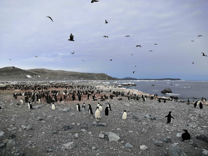 Analysis of Penguin Guano Reveals Link Between Antarctic Ocean Circulation and Ecosystem Changes