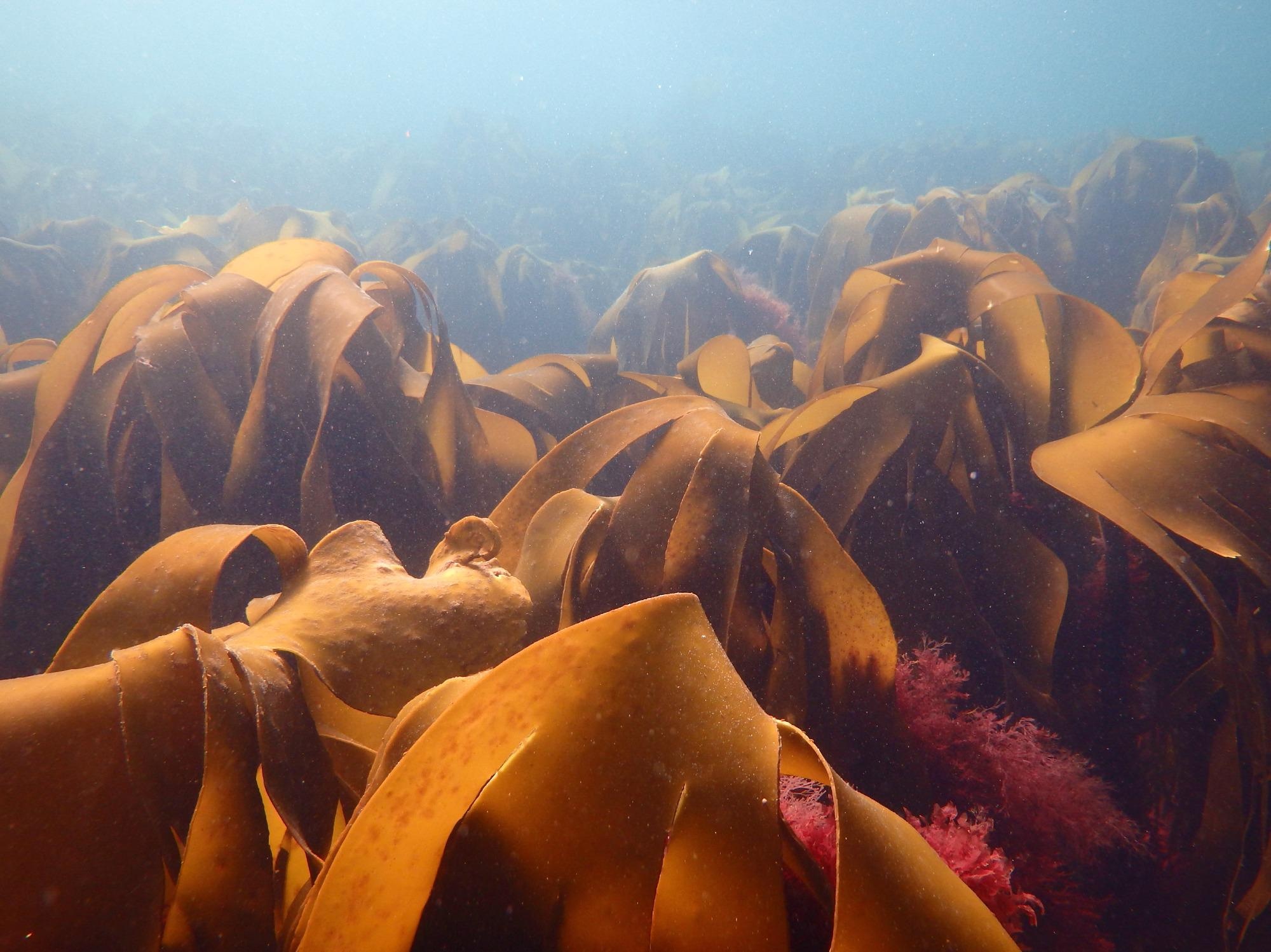 Marine heatwaves as a result of ocean warming have recently been shown to cause huge economic losses around the world