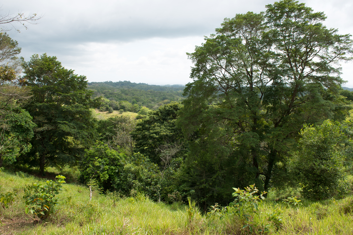 Degraded Landscapes can be Restored if Secondary Forests Surround Lakes.