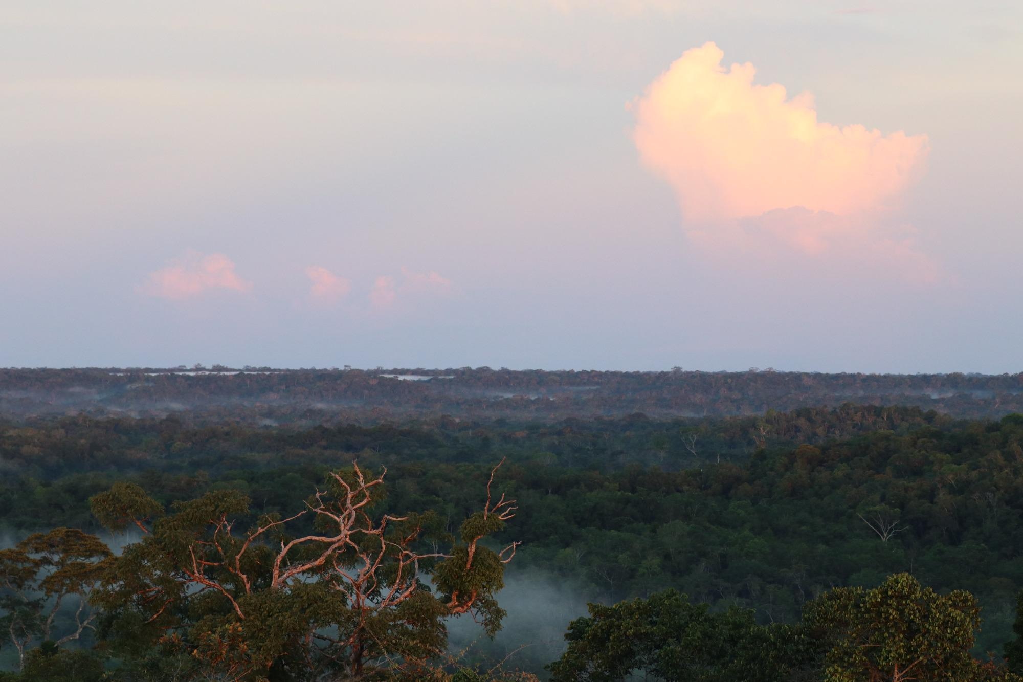 Climate Change Causes Amazon Rainforest Birds to Alter Their Bodies.