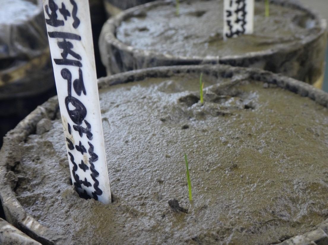 Wetlands can be Restored for Coastal Protection Using Machine Learning.