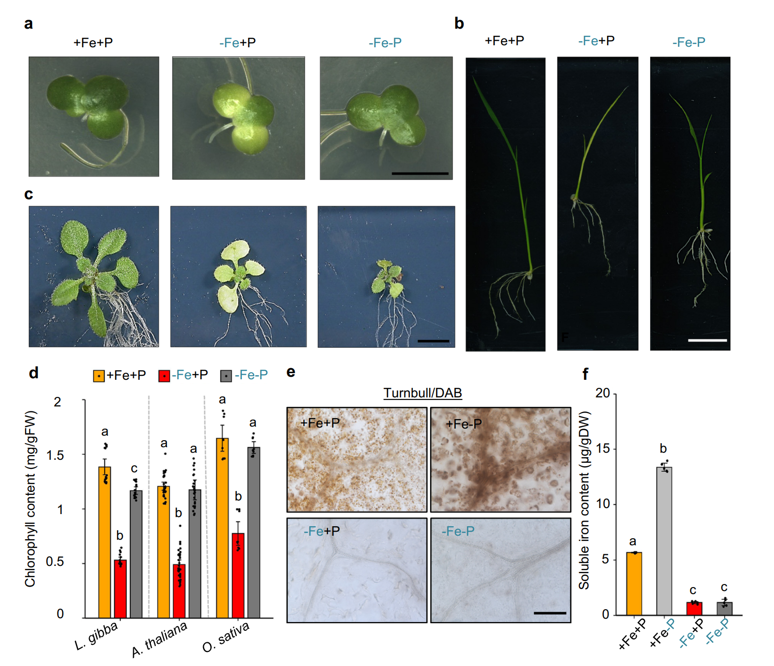 Understanding the Nutrient Response of Plants Could Enhance Global Food Production