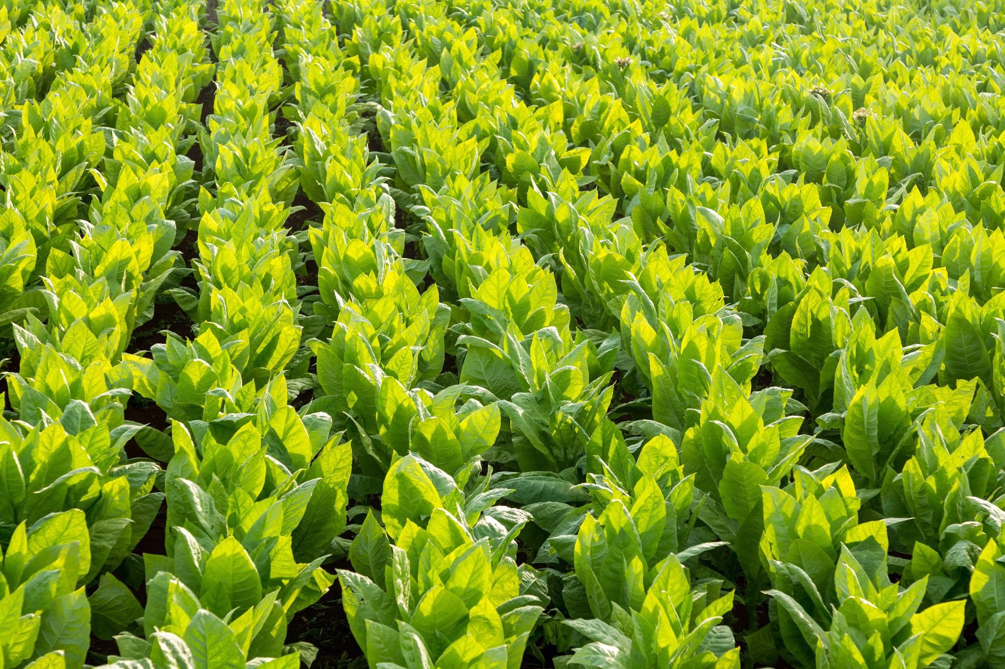 Manipulating Photorespiration to Help Crops Withstand Heat