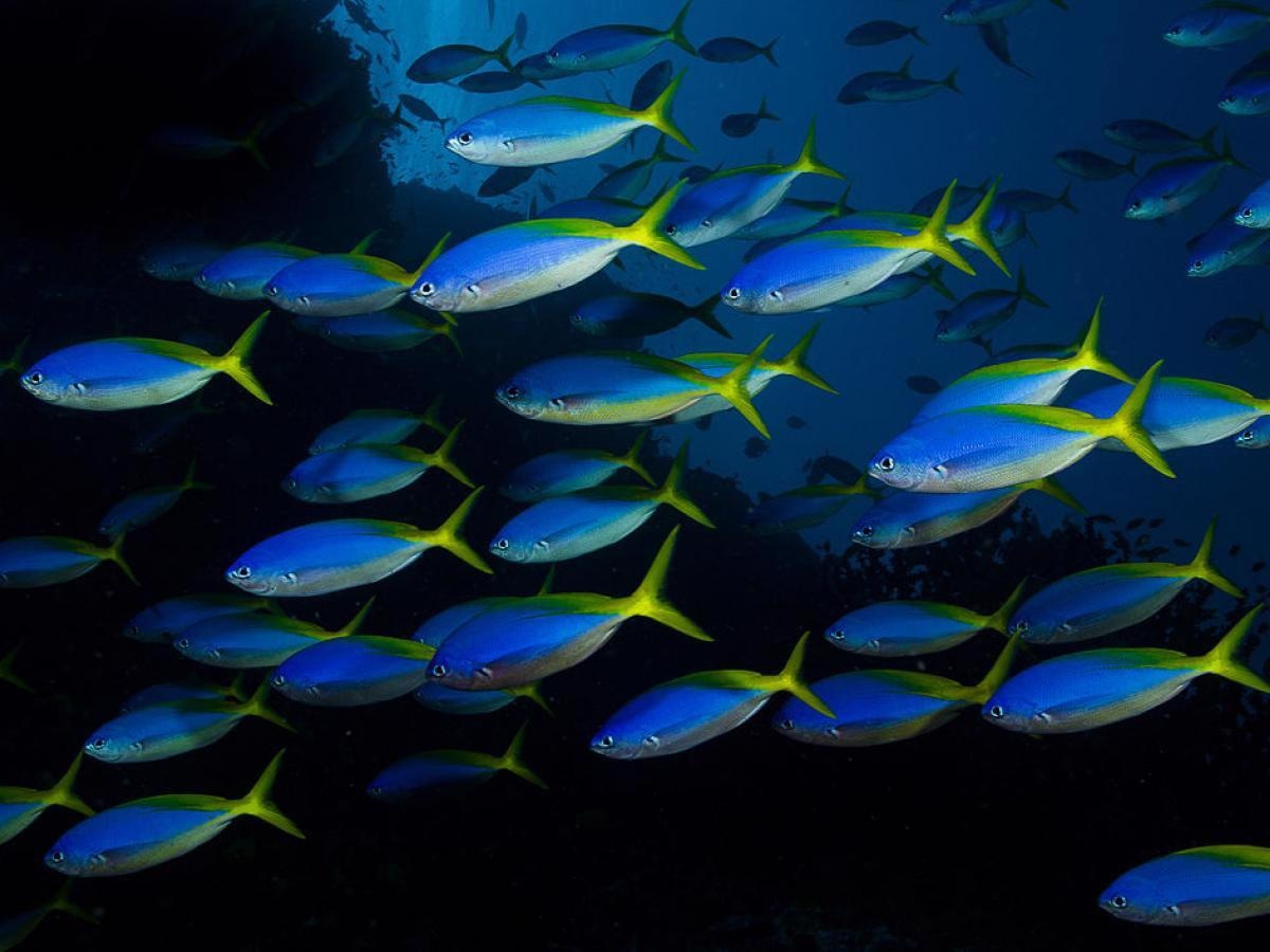 Signs of Distress in Fish Evident Due to Global Warming, Ocean Acidification.