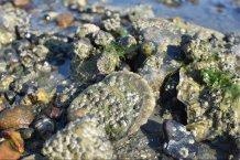 Rising Temperature Results in “Growing Diversity” of Vibrio Bacteria.
