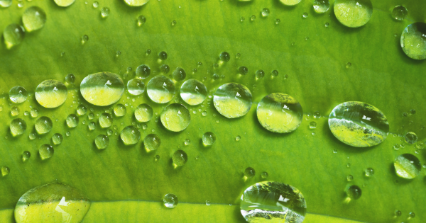 The Importance of Maximizing Blue, Green, and Grey Water Usage.