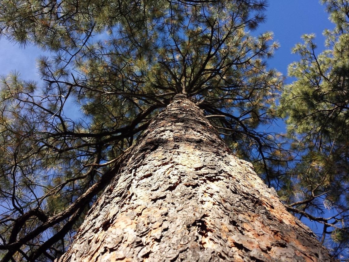 Study Indicates Future Forests Will Have Smaller Trees Resulting in Less Uptake of Carbon.