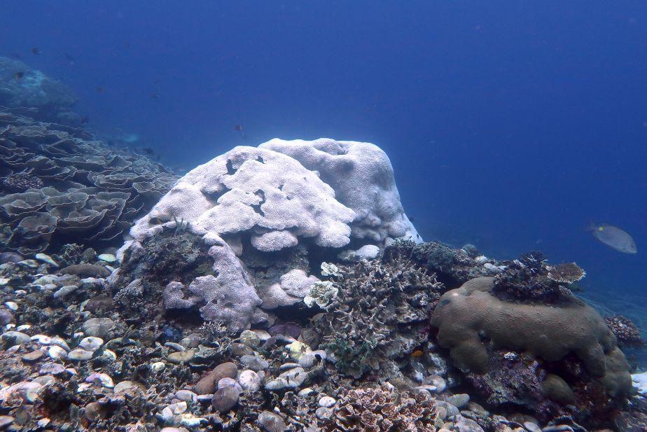 Bleached coral in Indonesia.