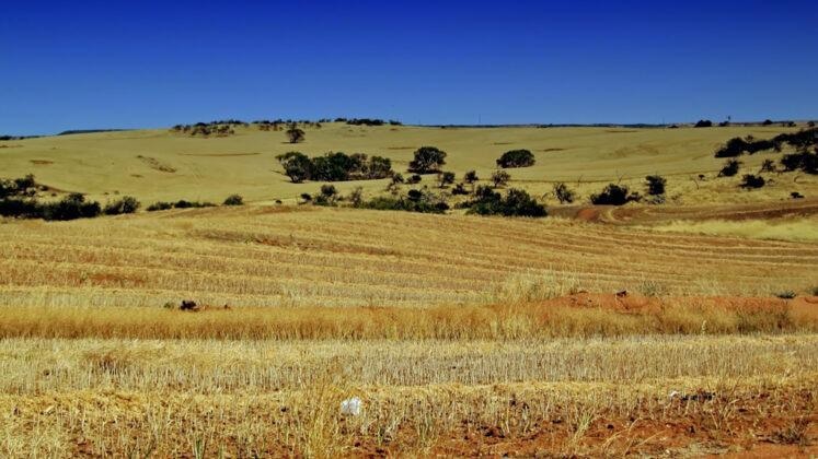 Research Project to Find Herbicide Options for Tackling Resistance