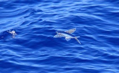 Researchers Develop a Framework for Identifying the Most Vulnerable Marine Species.