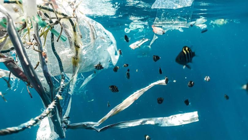 Great Diversity of Marine Organisms Attach Themselves to Plastics and are Dragged Along by Marine Currents.