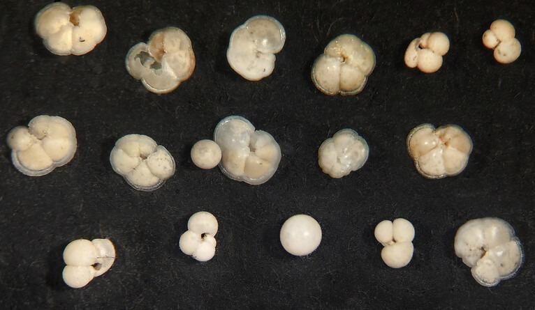 Using Plankton Shells to Gauge the Accuracy of Climate Models