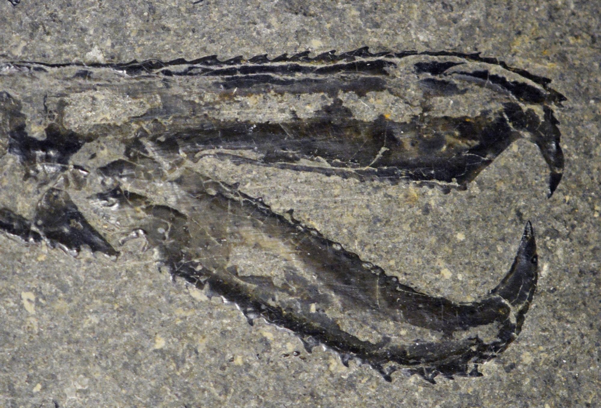 Past Climate Change May Have Influenced Fossilization.