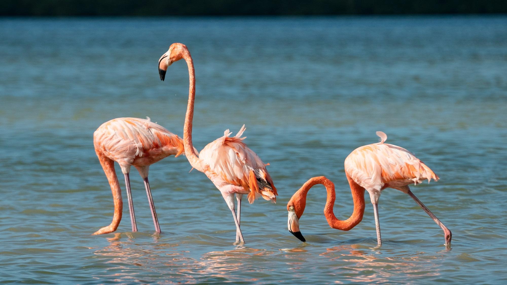 Researchers Examine the Negative Impact in Flamingo Population Due to Climate Change and Lithium Mining.