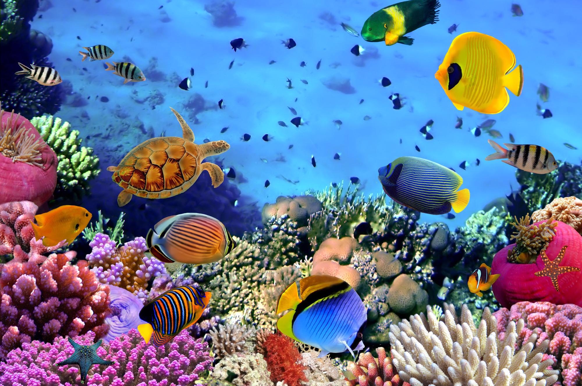 Few Coral Species Display Resilience to the Effects of Ocean Warming.