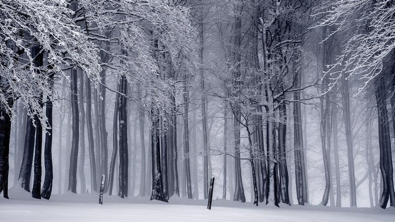 Huge Trees Increase Water Source in Forests by Shielding Snowpack.