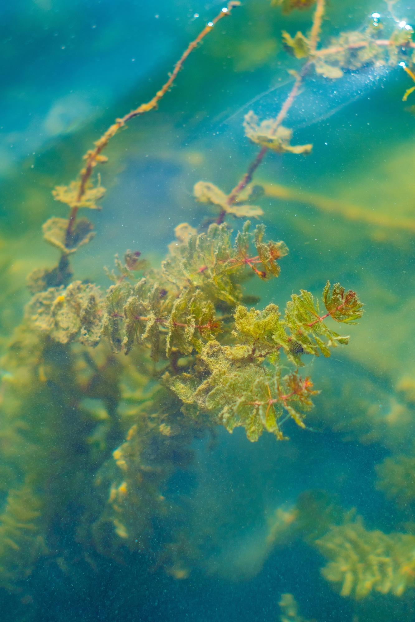 Biofuel from Microalgae Could Accelerate the Transition Toward Alternative Energy Sources.