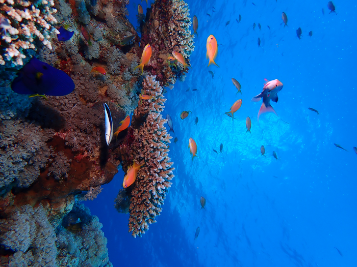 Researchers Show How Urbanization Affects Coral Biorhythms and Sensory System