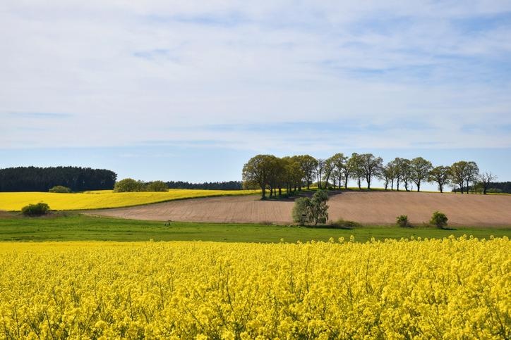 Study on Vegetable Oil Emissions Exposes the Need for Swift Action to Control Pollution.