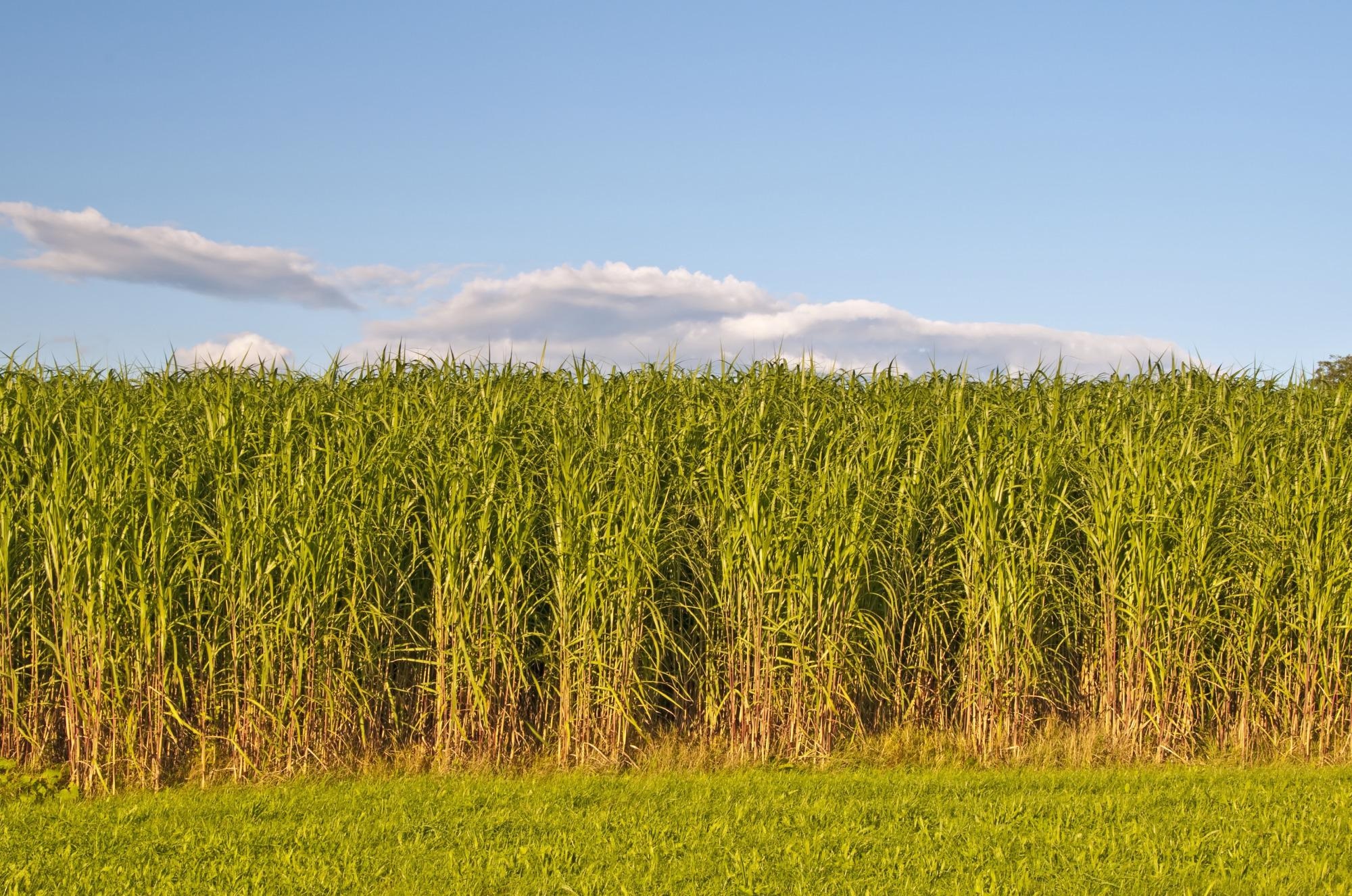 Bioenergy Production Aids in Climate Change Mitigation.