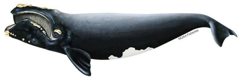 Warmer Oceans Imply Sound Will Travel Faster, Impacting Marine Animals.