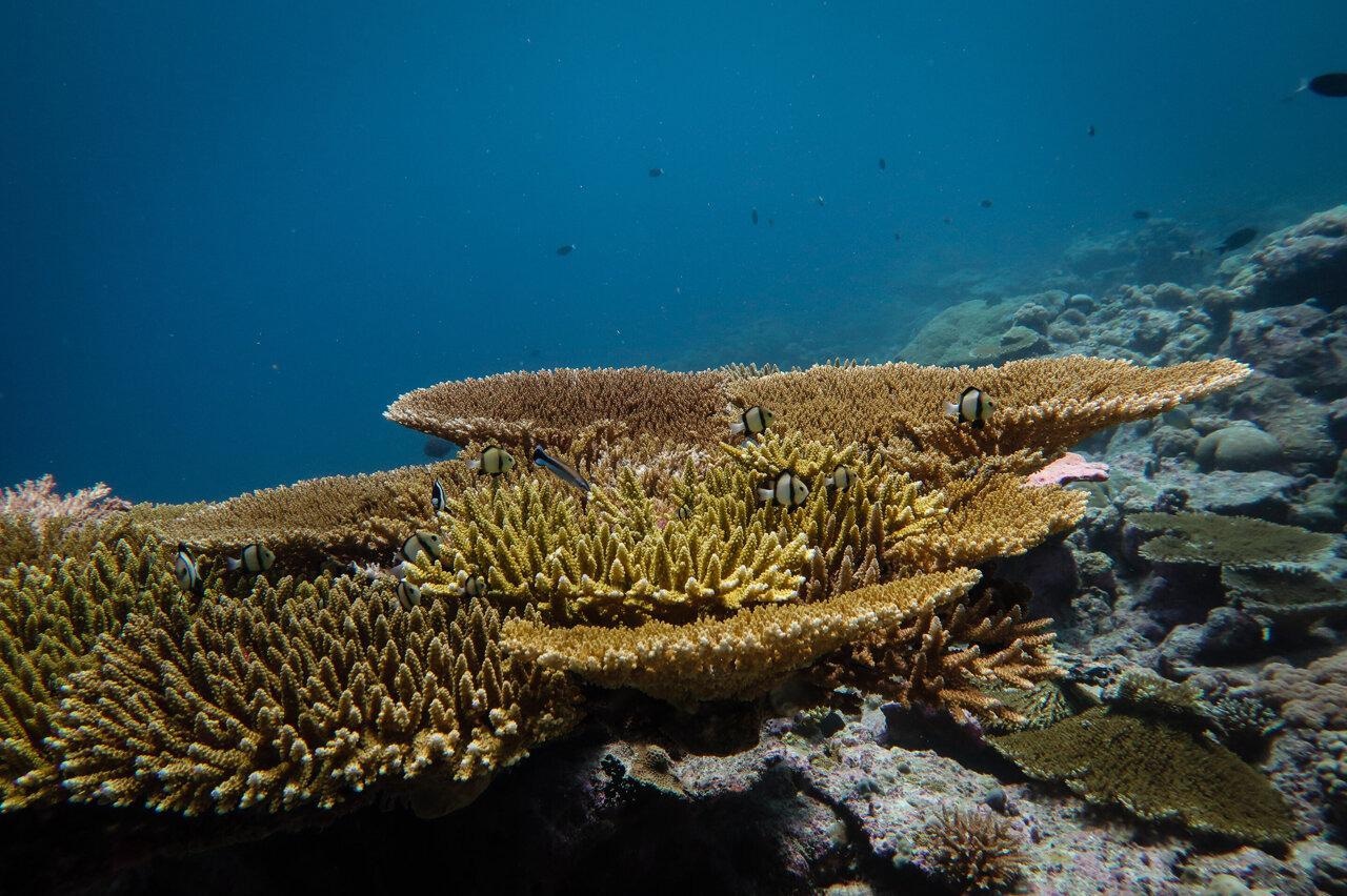 Coral Reefs in Protected Areas can Recover Quickly After Mass Coral Bleaching Events.