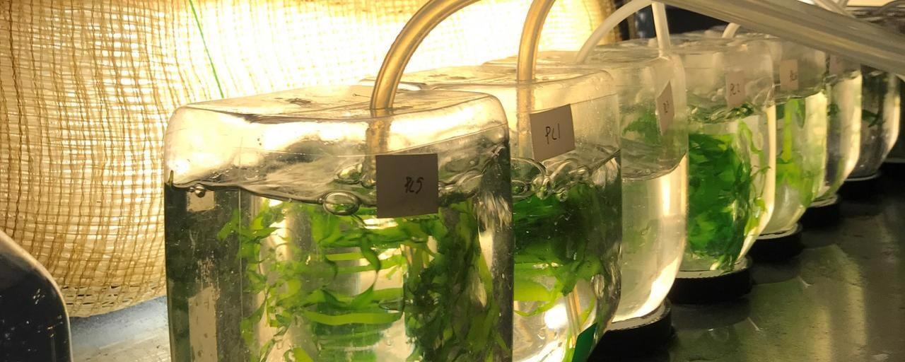 Sustainable Seaweed Cultivation Using Process Water from the Food Sector