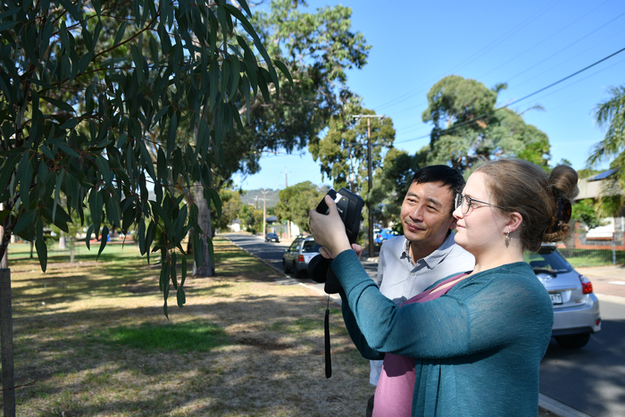 City Trees Benefit from Stormwater Harvesting.