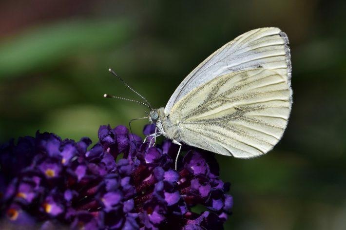 New Research Shows Warmer Temperatures Could Have an Impact on Butterflies.