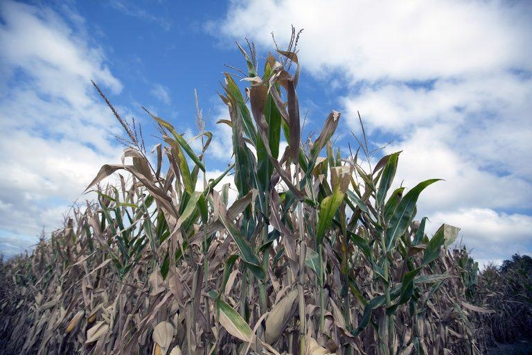 Comprehensive Assessment of the Development of Flash Droughts and the Underlying Mechanisms.