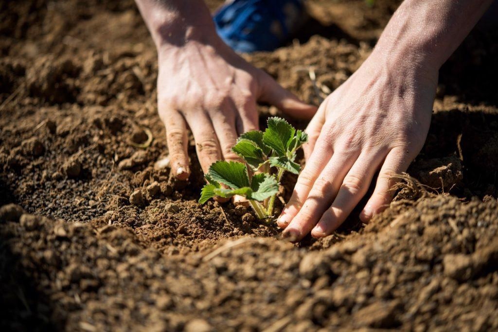 New Study Shows Inaccuracy in Estimates of the Carbon Cycle Used for Forecasting Climate Change.