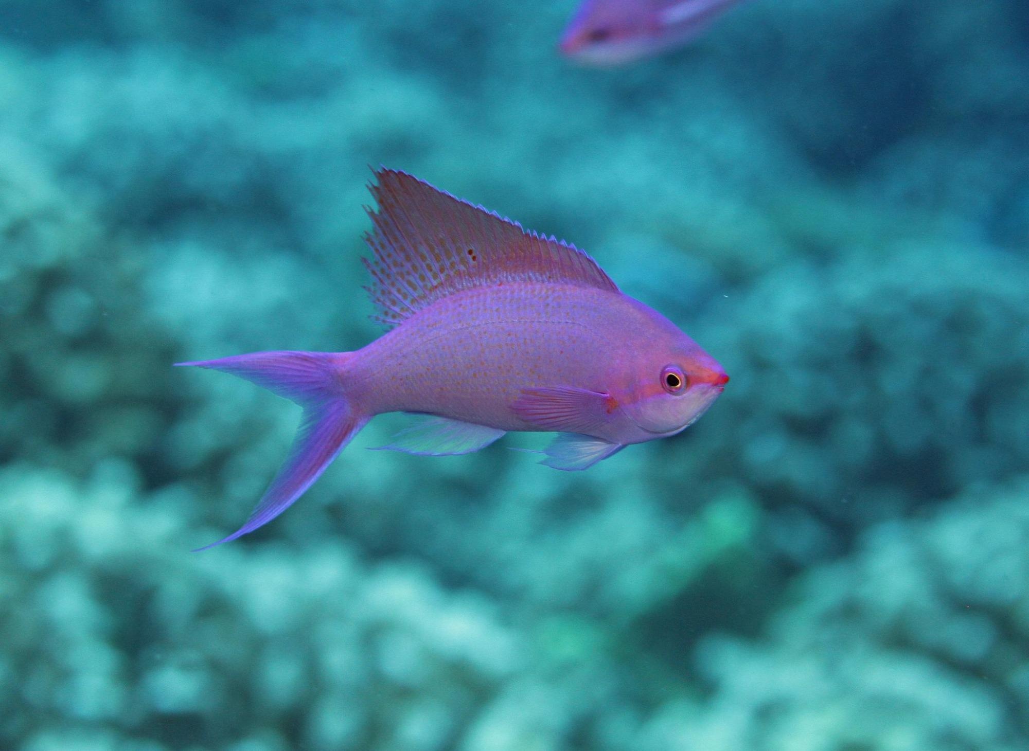 Functioning of Reef Ecosystem Affected by Delicate Balance of Ecological Processes.