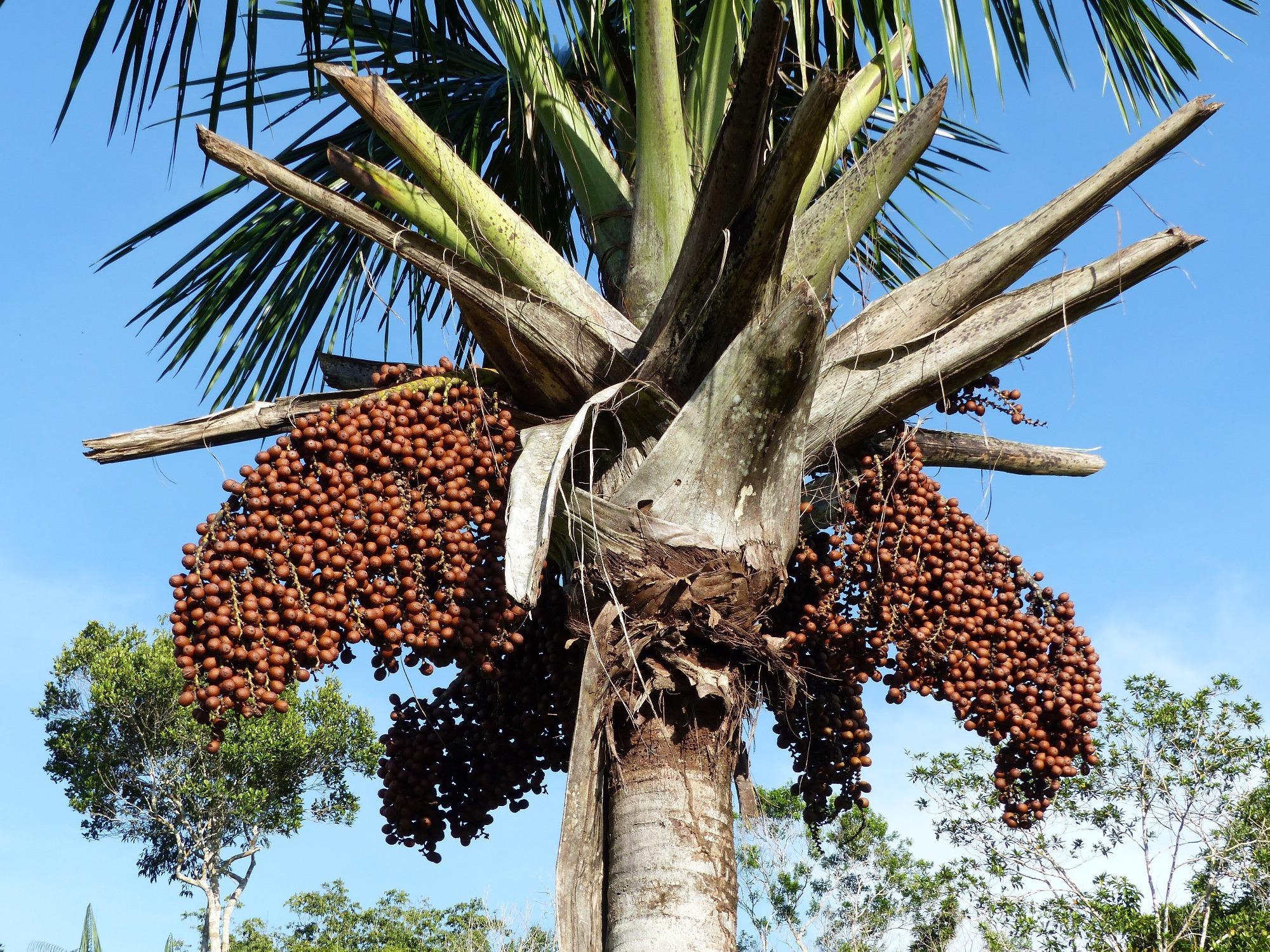 Alternative Method For Sustainable, Eco-Friendly Fruit Harvesting.