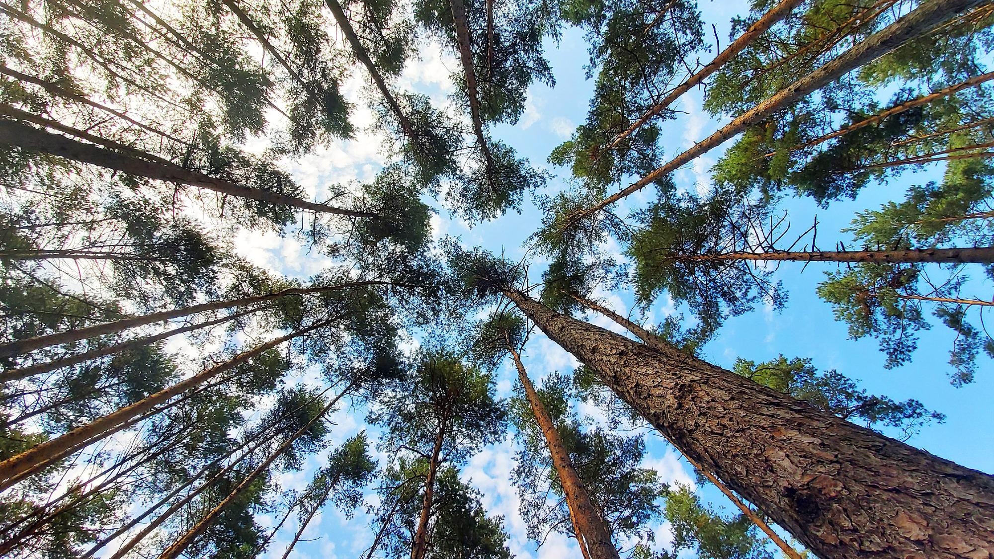 Study Provides First Near-Global Estimate of Aboveground Forest Biomass and the Carbon it Stores.